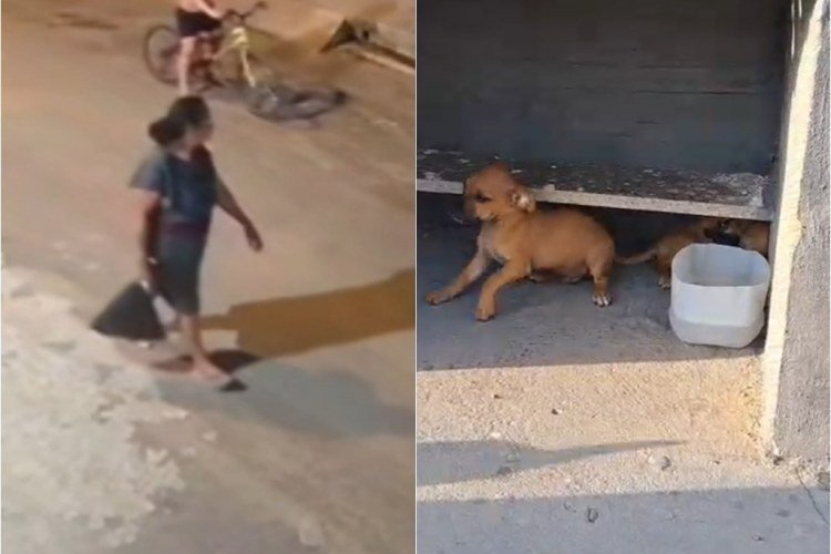 Abandono de animais em Teresina: nove filhotes deixados em 24 horas​‌​