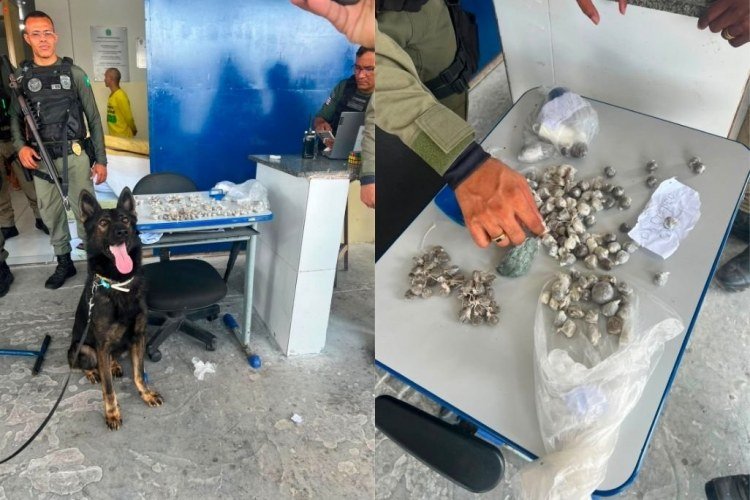 Cães do Piauí localizam drogas em presídios do Maranhão​‌​