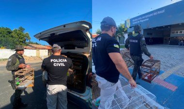 Operação Asas Livres apreende 12 aves silvestres em Parnaíba​‌​