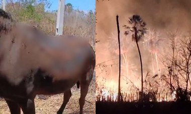 Cavalos resgatados após incêndio devastador em Oeiras, Piauí​‌​