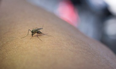 Avanços nas vacinas contra chikungunya no Brasil​‌​