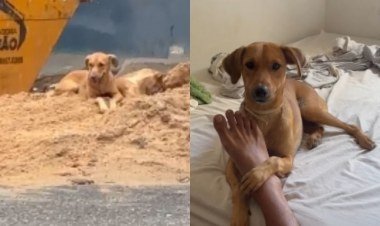 Cachorrinha cajuína viraliza após ser resgatada em Parnaíba​‌​