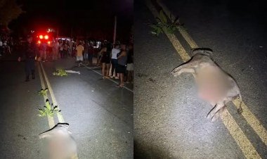 Motociclista morre após colisão com porco em rodovia no Piauí​‌​