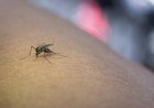 Avanços nas vacinas contra chikungunya no Brasil​‌​