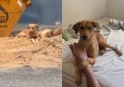 Cachorrinha cajuína viraliza após ser resgatada em Parnaíba​‌​