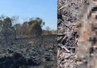 Incêndio na Embrapa em Teresina causa destruição e morte de animais​‌​