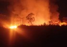 Embrapa contabiliza prejuízo superior a R$ 1 milhão após incêndio e inicia recuperação​‌​